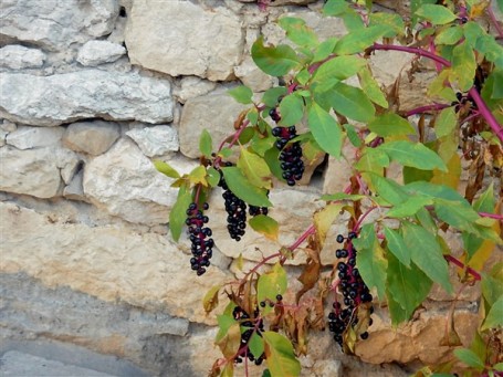 Hanging Elderberries