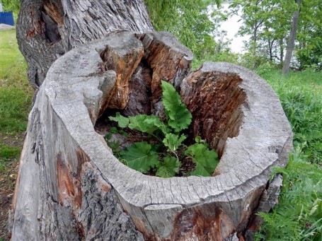 New Life From Tree Stump